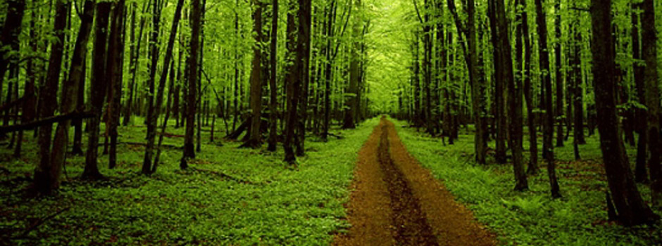 ataud, ecológico, ecología, sostenible, sostenibilidad, madera, cartón, arbol, restgreen, ambiente, planeta, medioambiente, ecofuneral, eco, funeral, eco funeral,Cremacion, incineracion, ataud personalizado, ataud customizado, ataud biodegradable, eco ataud, entierro verde, ecoataud, eco-ataud, ataud medioambiental, ataudes diferentes, diseño ataud, feretro, ecoferetro, feretro ecologico, feretro biodegradable,caja de restos, natural coffins, death, burial, cremation, biodegradable coffins, Environmentally sound coffins, Eco coffins, hand crafted coffins, wicker Coffins, incineration, cardboard coffins, natural coffins, personalised coffins, environmental, environmentally friendly coffin alternative coffin, biodegradable coffin, eco burial, eco-burial, eco-burials, eco coffin, eco-coffin, green burial, green coffin, green funeral, pastel coloured coffin, recycled cardboard, casket, Servicio Funerario, Servicio Funerario Barato